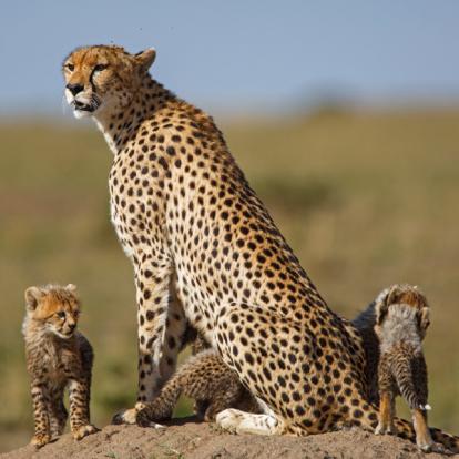 Safari au Kenya - Agence de Voyage Autrement Tembo Tours & Safaris