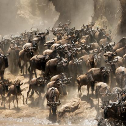 Safari au Kenya - Agence de Voyage Autrement Tembo Tours & Safaris