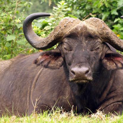 Voyage au Kenya - Agence de Voyage Locale Wild Routes of Kenya