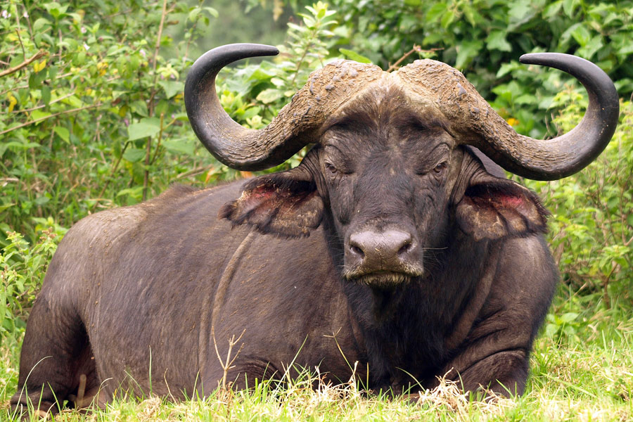 Voyage au Kenya - Agence de Voyage Locale Wild Routes of Kenya