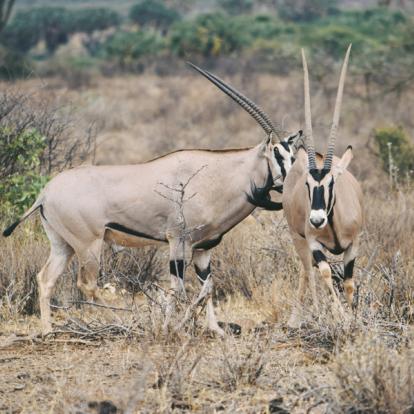 Voyage au Kenya - Agence de Voyage Locale Wild Routes of Kenya