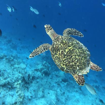 Voyage aux Maldives - Agence de Voyage Locale Acme Travel