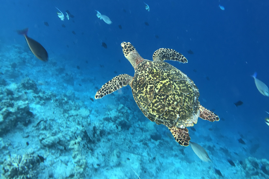 Voyage aux Maldives - Agence de Voyage Locale Acme Travel