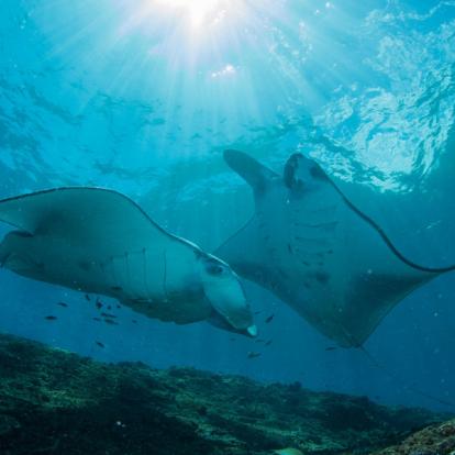 Manta Voyage au Mozambique - Agence de Voyage Locale MozSensations