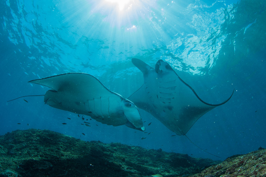 Manta Voyage au Mozambique - Agence de Voyage Locale MozSensations