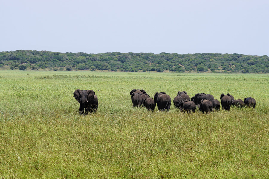 Maputo Special Reserve Voyage au Mozambique - Agence de Voyage Locale MozSensations