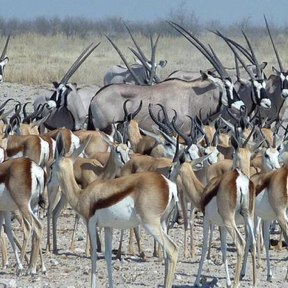 Voyage en Namibie - Agence de Voyage Locale Grandeur Nature Safaris
