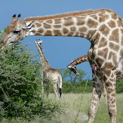 Voyage en Namibie - Agence de Voyage Locale Grandeur Nature Safaris