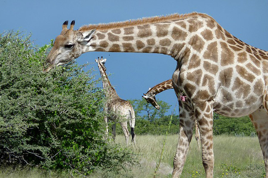 Voyage en Namibie - Agence de Voyage Locale Grandeur Nature Safaris