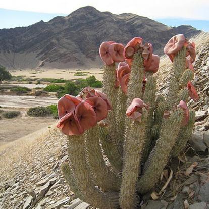 Voyage en Namibie - Agence de Voyage Locale Grandeur Nature Safaris