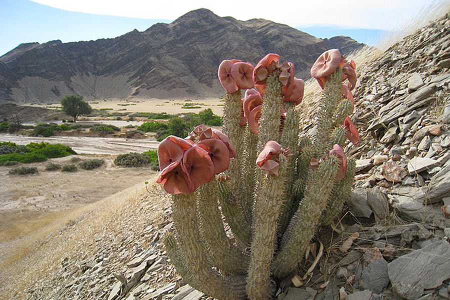 Voyage en Namibie - Agence de Voyage Locale Grandeur Nature Safaris