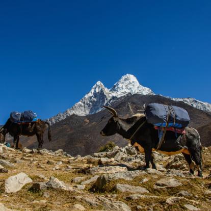 Voyage au Népal - Agence de Voyage Locale Shanti Travel, Népal