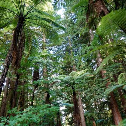 Voyage en Nouvelle-Zélande - Agence de Voyage Locale Frogs Voyages