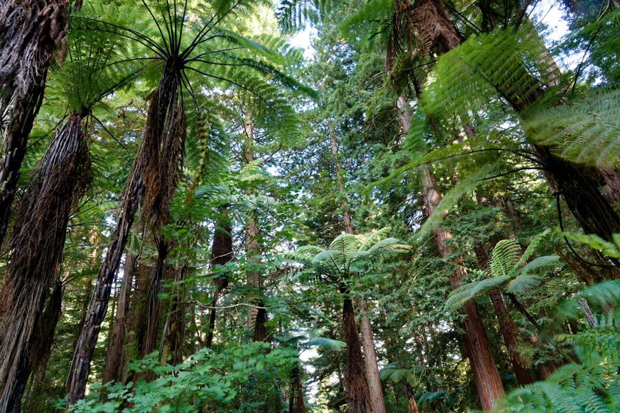 Voyage en Nouvelle-Zélande - Agence de Voyage Locale Frogs Voyages