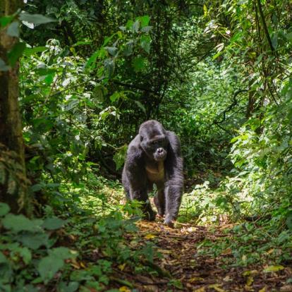 Voyage en Ouganda - Agence de Voyage Mapendano
