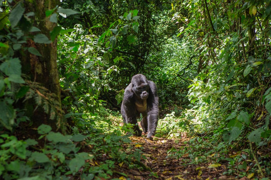 Voyage en Ouganda - Agence de Voyage Mapendano