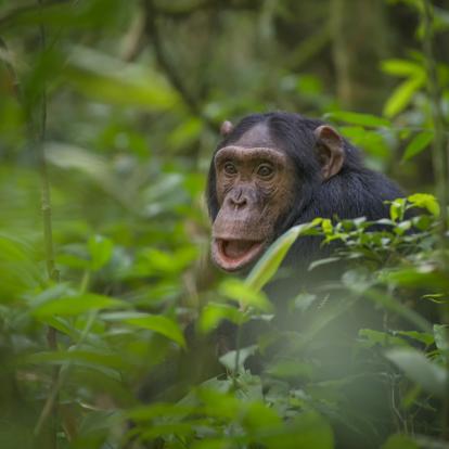 Voyage en Ouganda - Agence de Voyage Mapendano