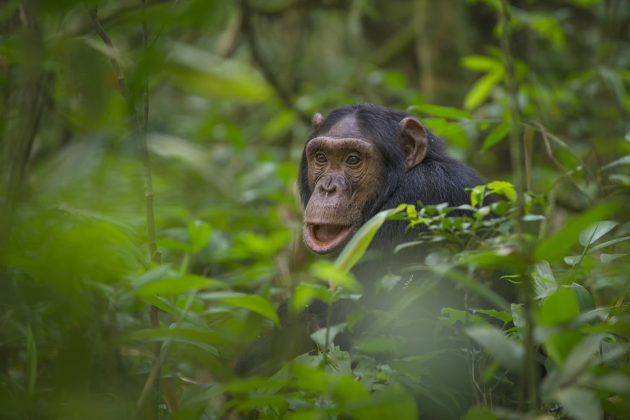 Voyage en Ouganda - Agence de Voyage Mapendano