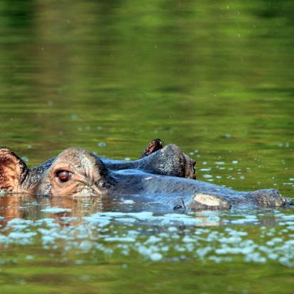 Voyage en Ouganda - Agence de Voyage Mapendano