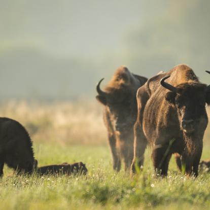 Voyage en Pologne - Agence de Voyage Locale Welcome Tourist