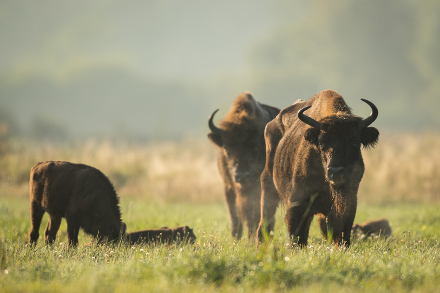 Voyage en Pologne - Agence de Voyage Locale Welcome Tourist