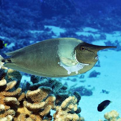 Voyage en Polynésie Française - Agence de Voyage Locale E Tahiti Travel