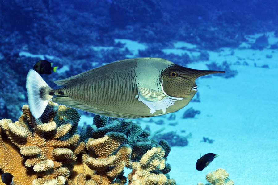 Voyage en Polynésie Française - Agence de Voyage Locale E Tahiti Travel