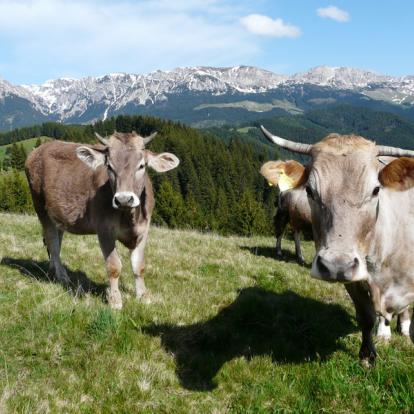 Voyage en Roumanie - Agence de Voyage Locale Explore Romania
