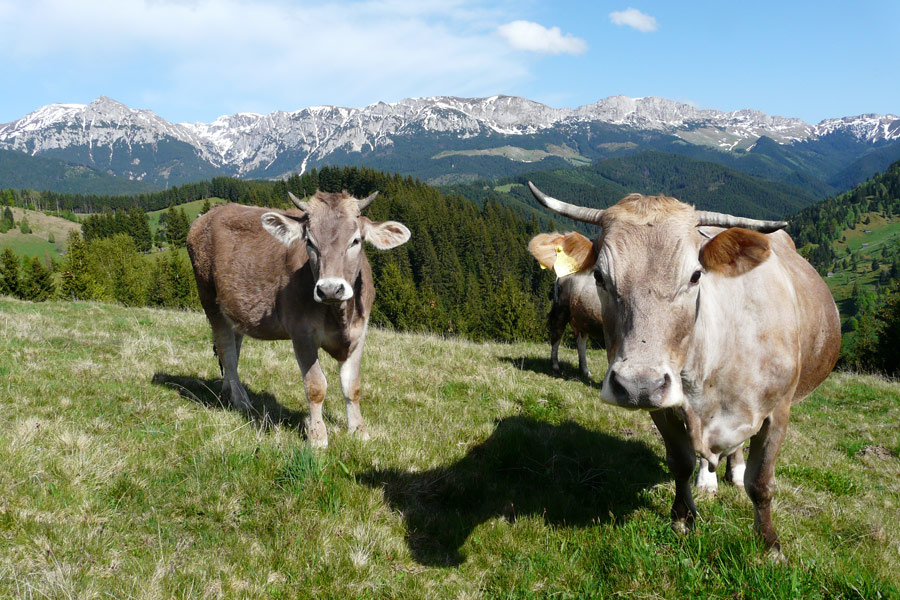 Voyage en Roumanie - Agence de Voyage Locale Explore Romania