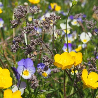 Voyage en Roumanie - Agence de Voyage Locale Explore Romania