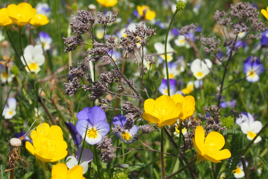 Voyage en Roumanie - Agence de Voyage Locale Explore Romania