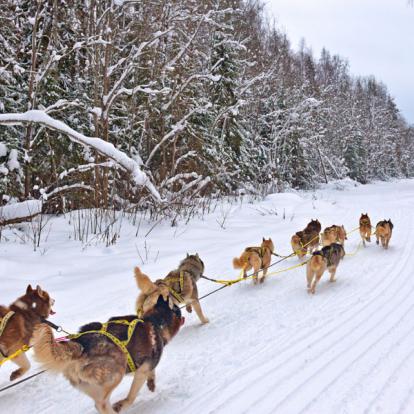 Chiens de Traineau Voyage en Russie - Agence de Voyage Locale Russie Autrement