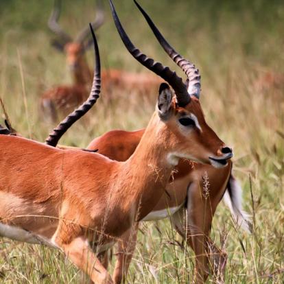 Voyage au Rwanda - Agence de Voyage Locale Mapendano