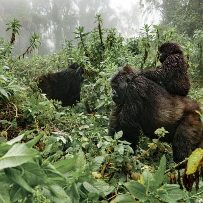 Voyage au Rwanda - Agence de Voyage Locale Mapendano