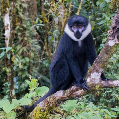 Voyage au Rwanda - Agence de Voyage Locale Mapendano