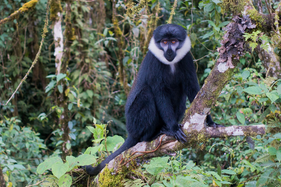 Voyage au Rwanda - Agence de Voyage Locale Mapendano