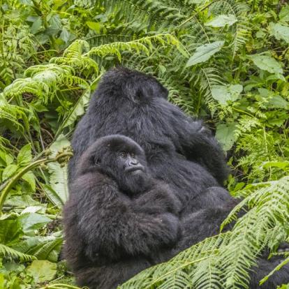 Voyage au Rwanda - Agence de Voyage Locale Mapendano