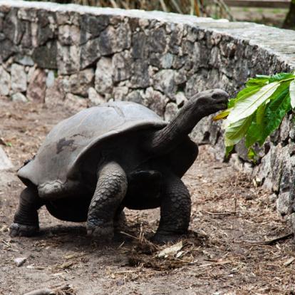 Voyage aux Seychelles - Agence de Voyage Locale Seychelles Attitudes