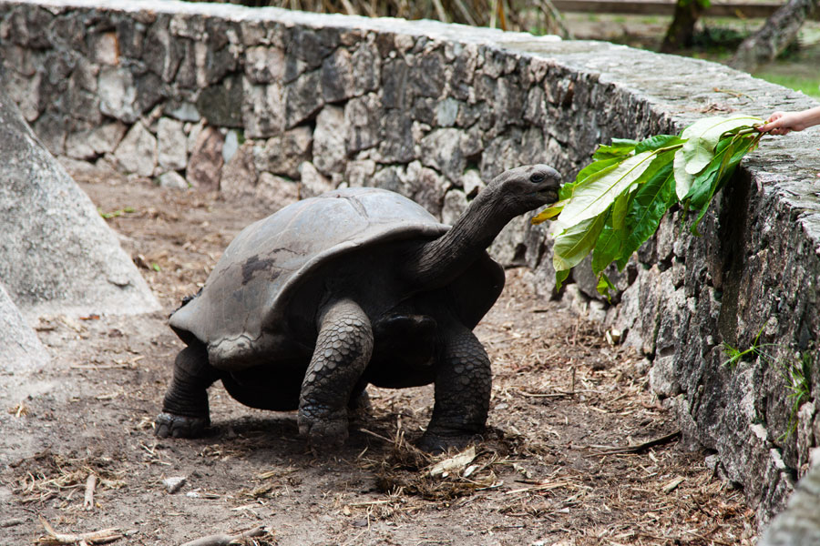 Voyage aux Seychelles - Agence de Voyage Locale Seychelles Attitudes