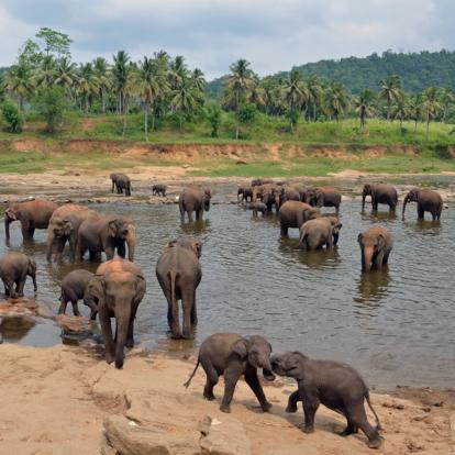 Voyage au Sri Lanka - Agence de Voyage Locale Acme Travels