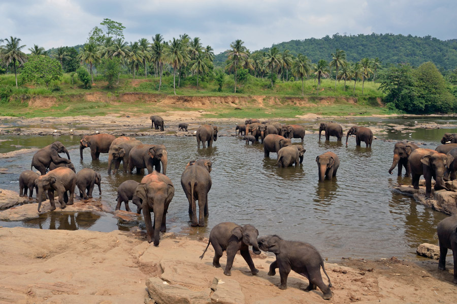 Voyage au Sri Lanka - Agence de Voyage Locale Acme Travels