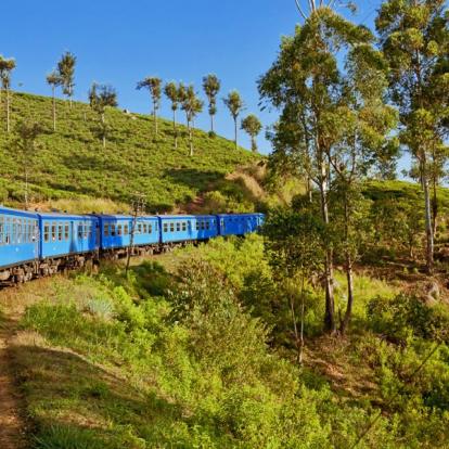 Voyage au Sri Lanka - Agence de Voyage Locale Shanti Travel