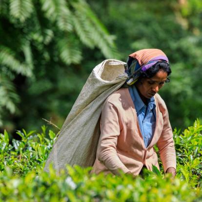 Voyage au Sri Lanka - Agence de Voyage Locale Shanti Travel