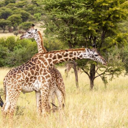 Voyage en Tanzanie - Agence de Voyage Locale Afric Aventure