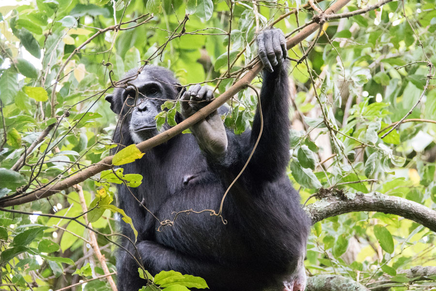 Voyage en Tanzanie - Agence de Voyage Locale Afric Aventure