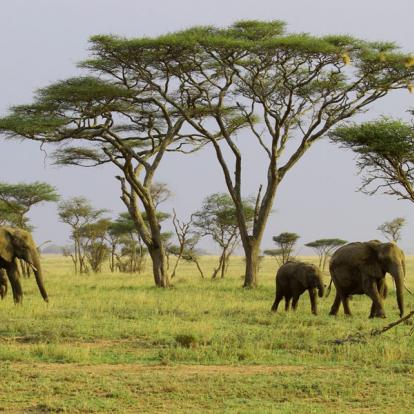 Voyage en Tanzanie - Agence de Voyage Locale Soaring Flamingo
