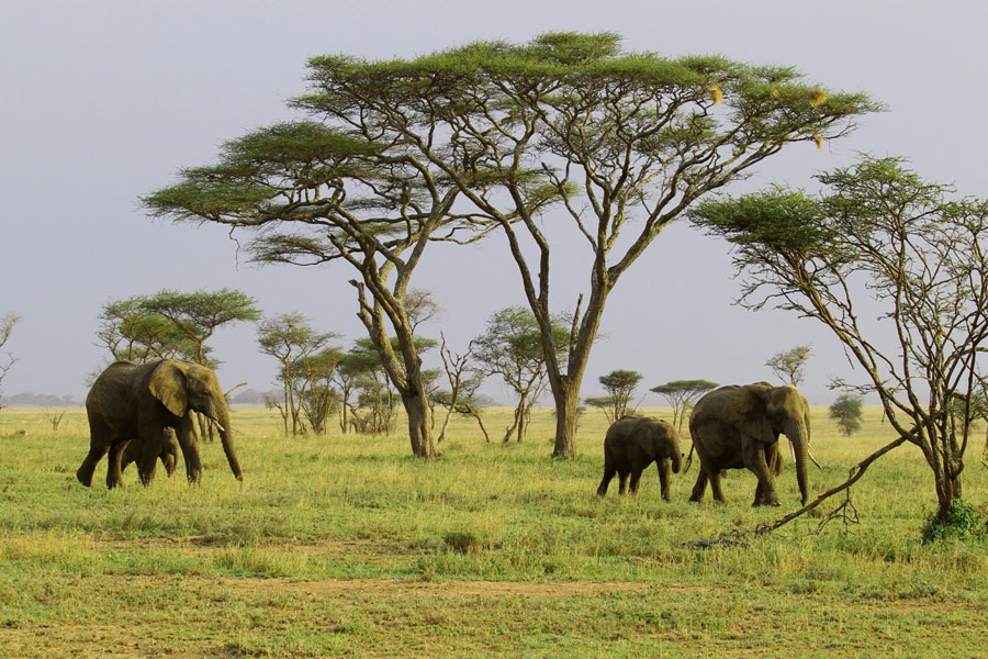 Voyage en Tanzanie - Agence de Voyage Locale Soaring Flamingo