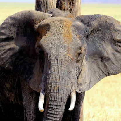 Voyage en Tanzanie - Agence de Voyage Locale Soaring Flamingo