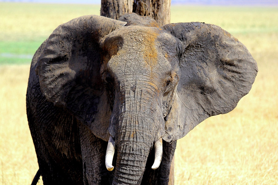 Voyage en Tanzanie - Agence de Voyage Locale Soaring Flamingo