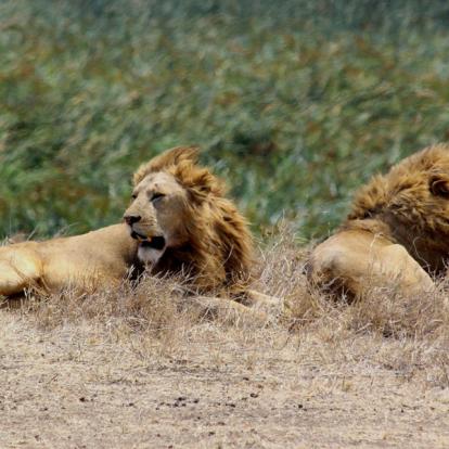 Voyage en Tanzanie - Agence de voyage Locale Soaring Flamingo